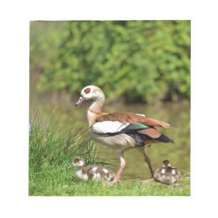 Egyptian Geese and chicks Notepad