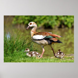 Egyptian Goose and chicks Poster