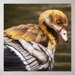 Egyptian Goose Close-Up Wildlife Bird Nature Art Poster
