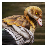 Egyptian Goose Close-Up Wildlife Bird Nature Art