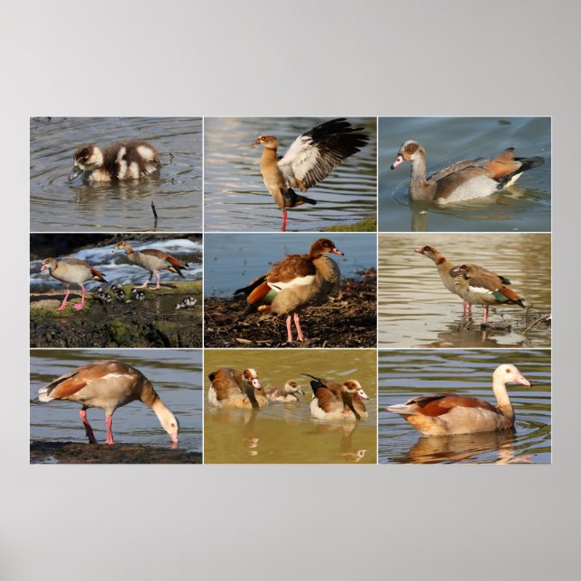 Egyptian Goose Collage Poster (Front)