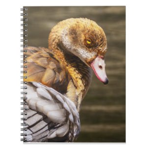 Egyptian Goose Notebook Wildlife Bird Journal