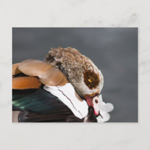 Egyptian Goose Postcard