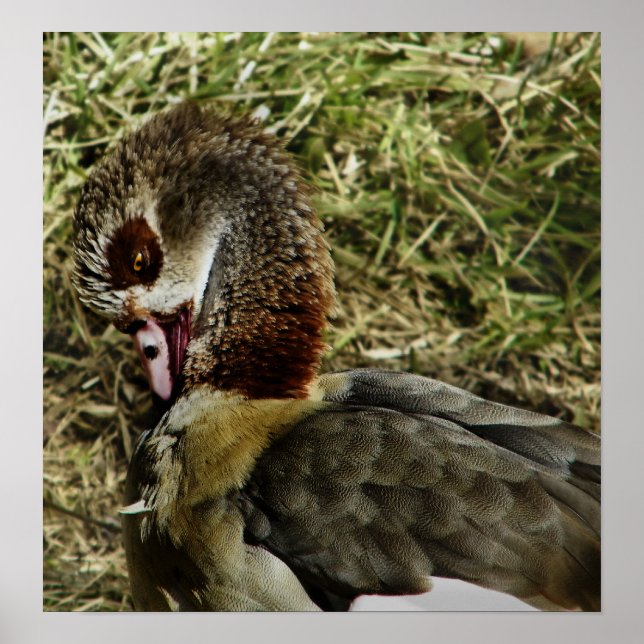 Egyptian goose print (Front)