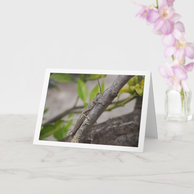Egyptian Grasshopper in Tree Card (Orchid)
