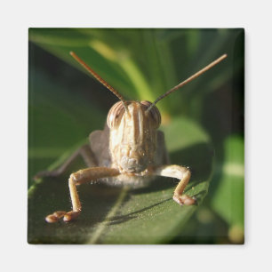 Egyptian Grasshopper Insect Magnet