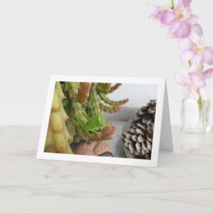 Egyptian Grasshopper Nymph on Carrion Cactus Plant Card