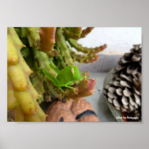 Egyptian Grasshopper Nymph on Carrion Cactus Plant Poster