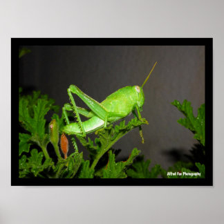 Egyptian Grasshopper Nymph on Citronella Plant Poster