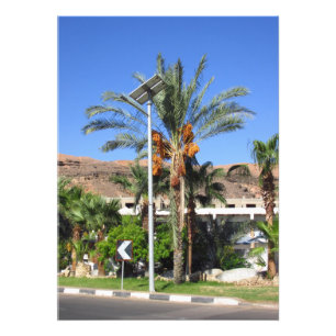 Egyptian palm trees   photo print
