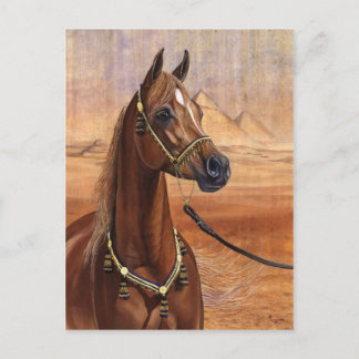 Egyptian Princess Arabian horse postcard