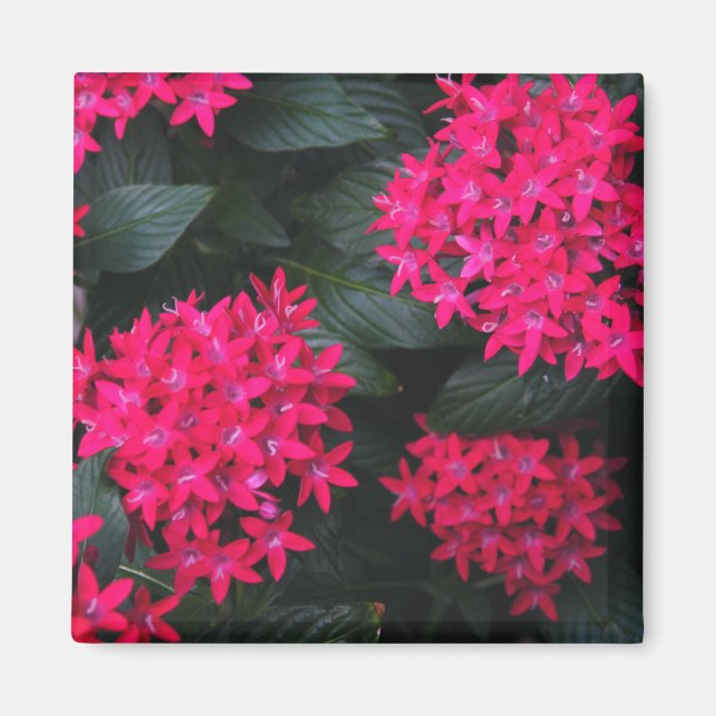 Egyptian Star Cluster Magnet (Front)