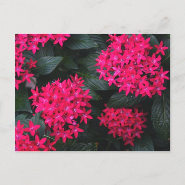 Egyptian Star Flower Postcard (Front)