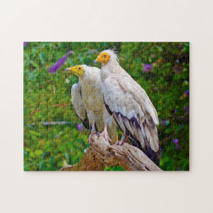 Egyptian Vulture  - Bird of Prey. Jigsaw Puzzle