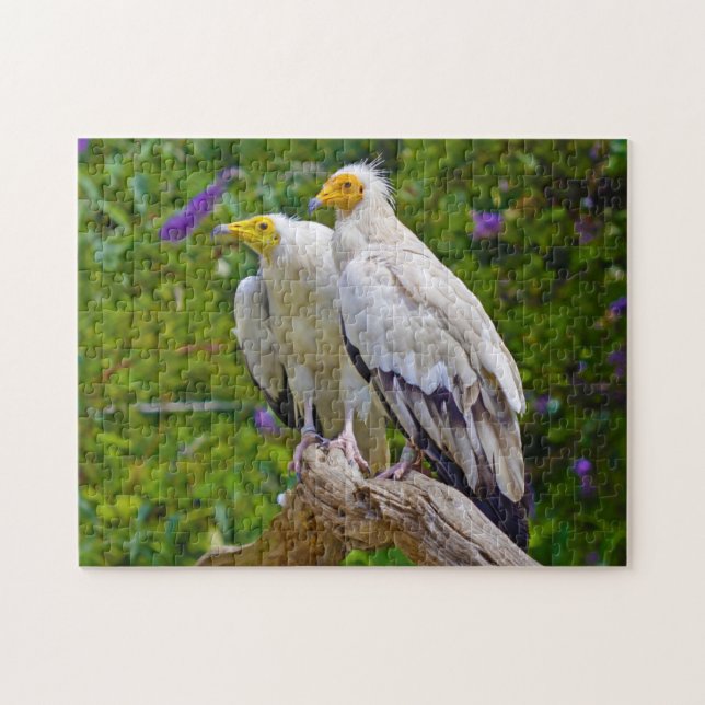 Egyptian Vulture  - Bird of Prey. Jigsaw Puzzle (Horizontal)