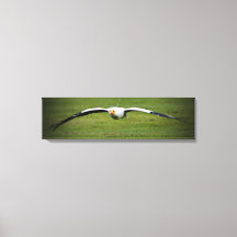 Egyptian Vulture Closeup Panoramic Canvas Print