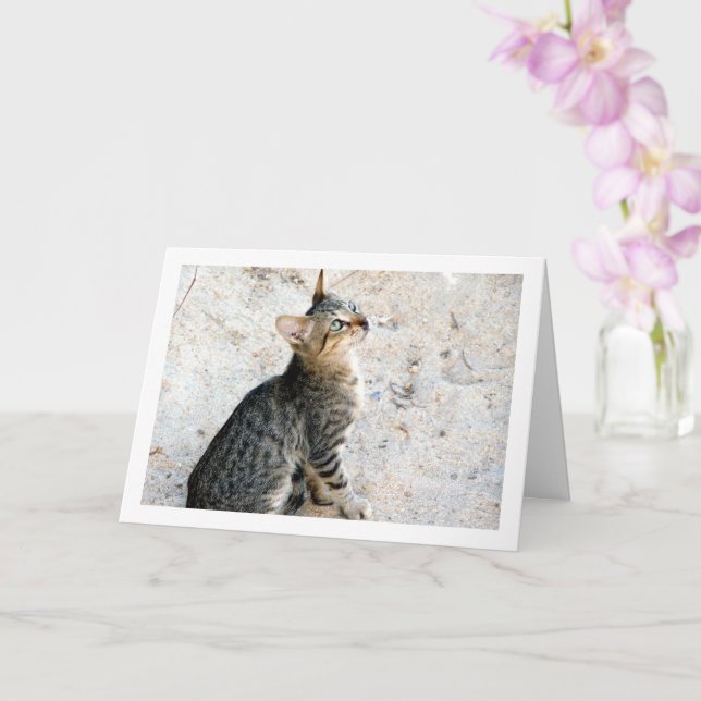 Egyptian Wild Kitten Card (Orchid)