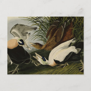Eider Duck, Common Eider, Audubon Birds of America Postcard