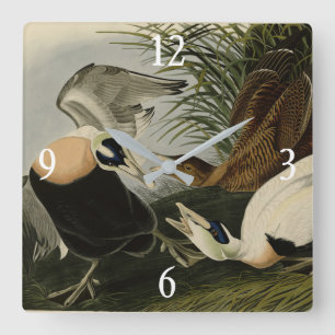 Eider Duck, Common Eider, Audubon Birds of America Square Wall Clock