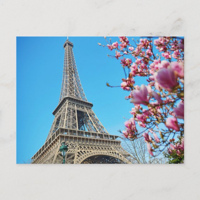 Eiffel Tower, Paris France, Pink Blossom Postcard (Front)