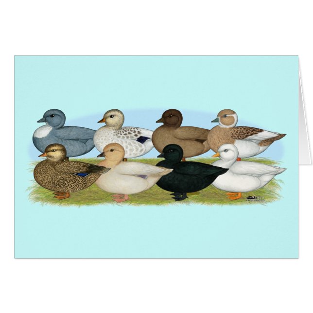 Eight Call Ducks (Front Horizontal)