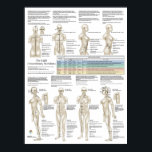 Eight Extra Acupuncture Extraordinary Meridians Poster<br><div class="desc">The confluent points connect the 8 extra (extraordinary) meridians with the 12 main meridians. The extraordinary meridians act as reservoirs of Qi. They regulate and promote the circulation of Qi in the body. Shows the extraordinary meridians: Du Mai, Ren Mai, Chong Mai, Dai Mai, Yangqiao Mai, Yinqiao Mai, Yinwei Mai...</div>