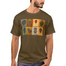 Eight Fossil Trilobites