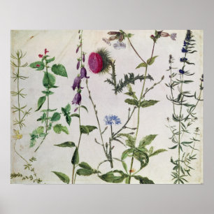 Eight Studies of Wild Flowers Poster