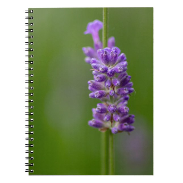 Ein beruhigender Hauch von Lavendel... Notebook (Front)