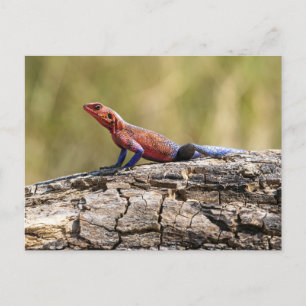 Eine Agama Mwanzae nimmt ein Sonnenbad Postcard