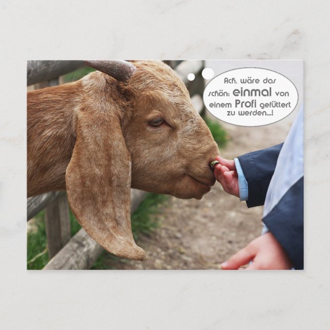 ...einmal von einem Profi gefüttert zu werden... Postcard (Front)