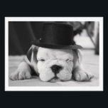 "Einstein" English Bulldog Puppy Photo Print<br><div class="desc">You don't have to  be an Einstein to know how cute this English Bulldog puppy is!</div>