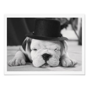 "Einstein" English Bulldog Puppy Photo Print