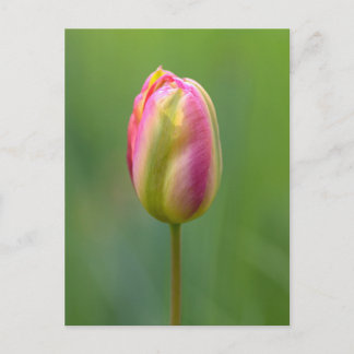 Einzelne Tulpe Postcard