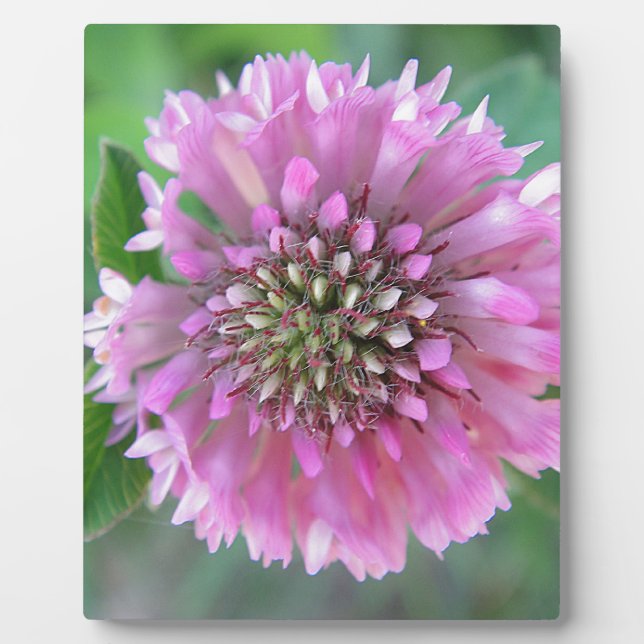 Einzigartige rosa Blüte Plaque (Front)