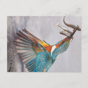 Eisvogel- Postkarte Postcard