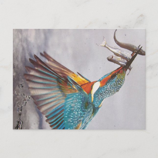 Eisvogel- Postkarte Postcard (Front)