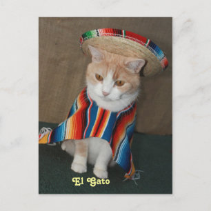 El Gato Bubba Postcard