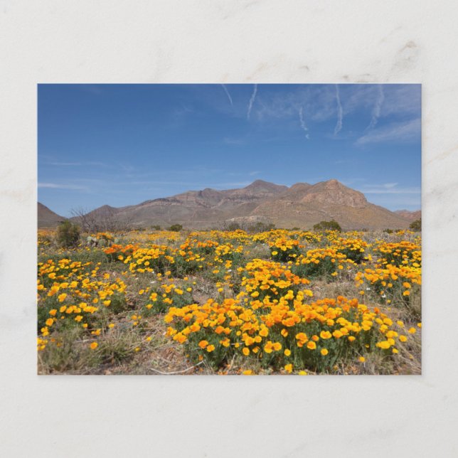 El Paso Poppies Postcard (Front)