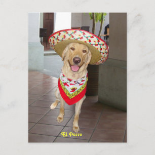El Perro Postcard