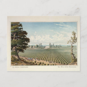El Pinal Vineyard, San Joaquin County Postcard