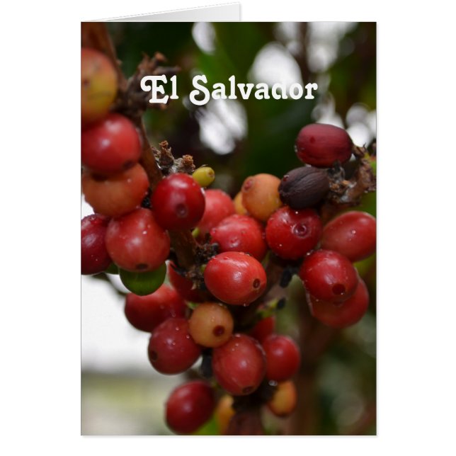 El Salvador Coffee Beans (Front)
