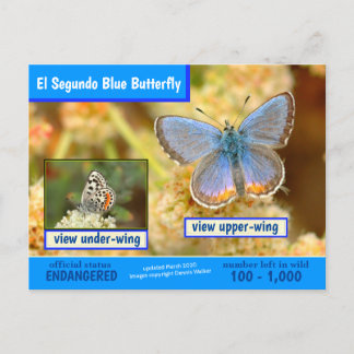 El Segundo Blue Butterfly is endangered -3/2020 - Holiday Postcard