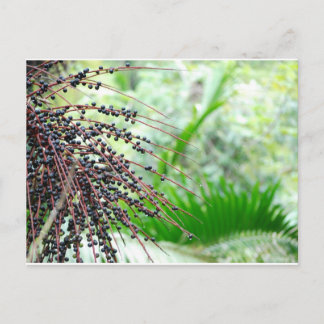 El Yunque Rain Forest Postcard