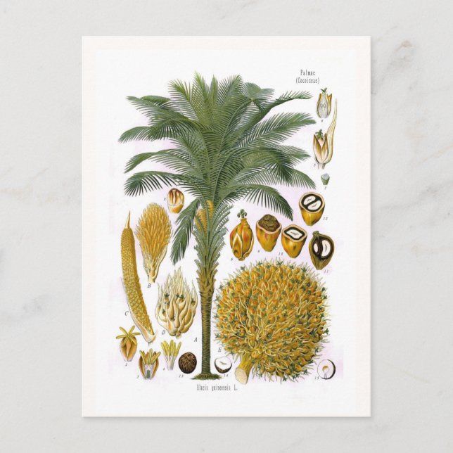 Elaeis guineensis (oil palm) postcard (Front)