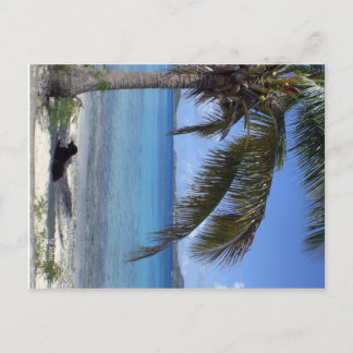 Elaine's dog in St. John, USVI Postcard
