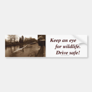 Elasmosaurus Gifts Bumper Sticker