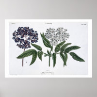 Elder, fig. 13 from 'The Young Landsman', publishe