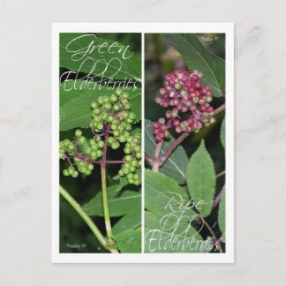 ELDERBERRY BOOKMARKS POSTCARD