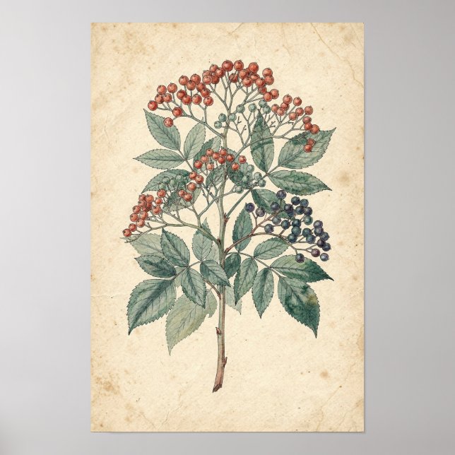 Elderberry Branch Botanical Study Poster (Front)